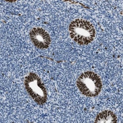 Invitrogen SLFN5 Polyclonal Antibody 100 &mu;L; Unconjugated:Antibodies,