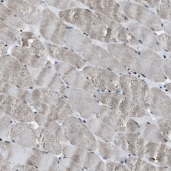 Invitrogen SLFN5 Polyclonal Antibody 100 &mu;L; Unconjugated:Antibodies,