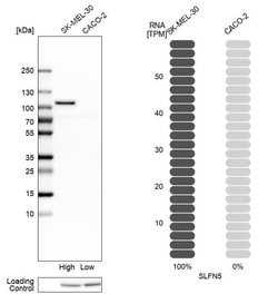 Invitrogen SLFN5 Polyclonal Antibody 100 &mu;L; Unconjugated:Antibodies,