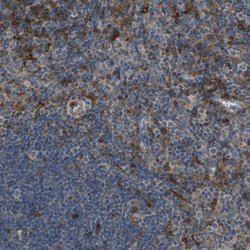 Invitrogen GIMAP8 Polyclonal Antibody 100 &mu;L; Unconjugated:Antibodies,