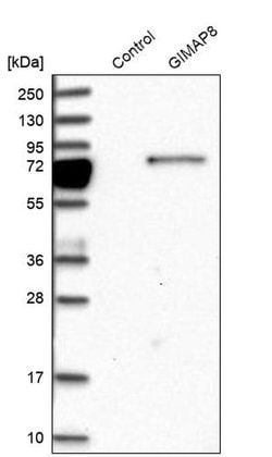 Invitrogen GIMAP8 Polyclonal Antibody 100 &mu;L; Unconjugated:Antibodies,