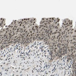 Invitrogen TOX4 Polyclonal Antibody 100 &mu;L; Unconjugated:Antibodies,