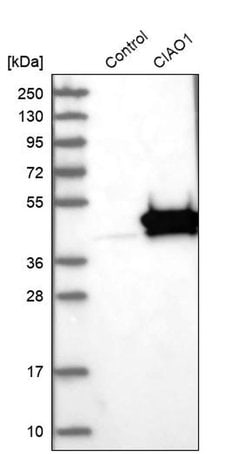 Invitrogen WDR39 Polyclonal Antibody 100 &mu;L | Buy Online | Invitrogen&trade; | Fisher Scientific