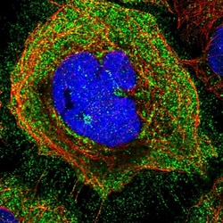 SLC36A4 Polyclonal Antibody:Antibodies, Polyclonal