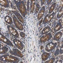 SLC36A4 Polyclonal Antibody:Antibodies, Polyclonal