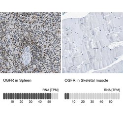Invitrogen OGFR Polyclonal Antibody 100 &mu;L; Unconjugated:Antibodies,