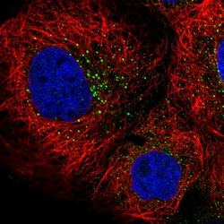 Invitrogen RFFL Polyclonal Antibody 100 &mu;L; Unconjugated:Antibodies,