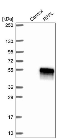 Invitrogen RFFL Polyclonal Antibody 100 &mu;L; Unconjugated:Antibodies,