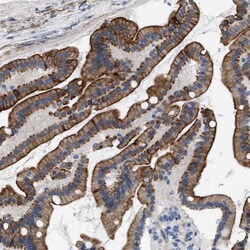 Invitrogen Nudel Polyclonal Antibody 100 &mu;L; Unconjugated:Antibodies,
