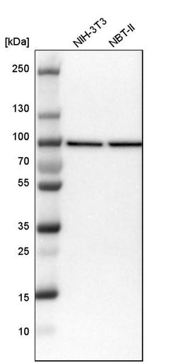 Invitrogen NUP93 Polyclonal Antibody 100 &mu;L; Unconjugated:Antibodies,