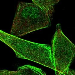 Invitrogen PALMD Polyclonal Antibody 100 &mu;L; Unconjugated:Antibodies,