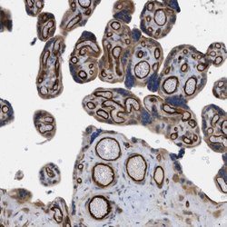 Invitrogen PALMD Polyclonal Antibody 100 &mu;L; Unconjugated:Antibodies,