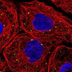 Invitrogen LSM14A Polyclonal Antibody 100 &mu;L; Unconjugated:Antibodies,
