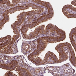 Invitrogen LSM14A Polyclonal Antibody 100 &mu;L; Unconjugated:Antibodies,
