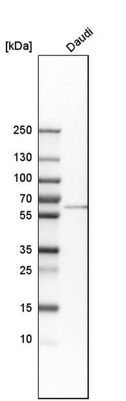 Invitrogen LSM14A Polyclonal Antibody 100 &mu;L; Unconjugated:Antibodies,
