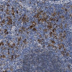 Invitrogen HLA-DPA1 Polyclonal Antibody 100 &mu;L; Unconjugated:Antibodies,