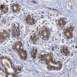 Invitrogen LRRC3 Polyclonal Antibody 100 &mu;L; Unconjugated:Antibodies,