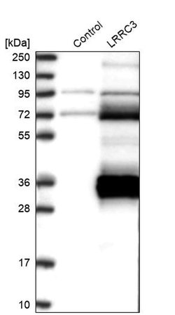 Invitrogen LRRC3 Polyclonal Antibody 100 &mu;L; Unconjugated:Antibodies,