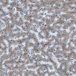 Invitrogen BCKDK Polyclonal Antibody 100 &mu;L; Unconjugated:Antibodies,