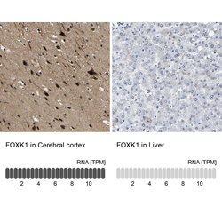 Invitrogen FOXK1 Polyclonal Antibody 100 &mu;L; Unconjugated:Antibodies,