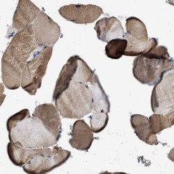 Invitrogen ITSN1 Polyclonal Antibody 100 &mu;L; Unconjugated:Antibodies,