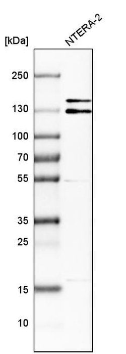 Invitrogen ITSN1 Polyclonal Antibody 100 &mu;L; Unconjugated:Antibodies,