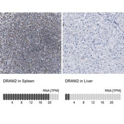 Invitrogen DRAM2 Polyclonal Antibody 100 &mu;L; Unconjugated:Antibodies,