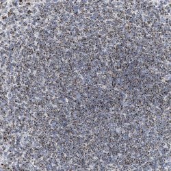 Invitrogen DRAM2 Polyclonal Antibody 100 &mu;L; Unconjugated:Antibodies,
