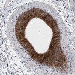 Invitrogen SLC50A1 Polyclonal Antibody 100 &mu;L; Unconjugated:Antibodies,