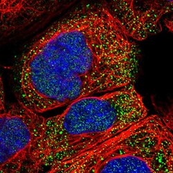 Invitrogen PPAPDC2 Polyclonal Antibody 100 &mu;L; Unconjugated:Antibodies,