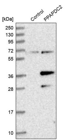 Invitrogen PPAPDC2 Polyclonal Antibody 100 &mu;L; Unconjugated:Antibodies,