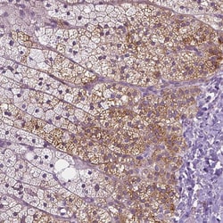 Invitrogen TRPML3 Polyclonal Antibody 100 &mu;L; Unconjugated:Antibodies,