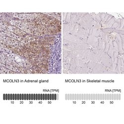Invitrogen TRPML3 Polyclonal Antibody 100 &mu;L; Unconjugated:Antibodies,