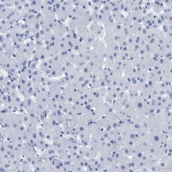 Invitrogen Elastin Polyclonal Antibody 100 &mu;L; Unconjugated:Anticorps,