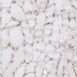 Invitrogen GPIP137 Polyclonal Antibody 100 &mu;L; Unconjugated:Antibodies,