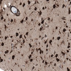 Invitrogen GPIP137 Polyclonal Antibody 100 &mu;L; Unconjugated:Antibodies,