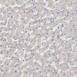 Invitrogen NAV1 Polyclonal Antibody 100 &mu;L; Unconjugated:Antibodies,