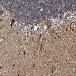 Invitrogen NAV1 Polyclonal Antibody 100 &mu;L; Unconjugated:Antibodies,