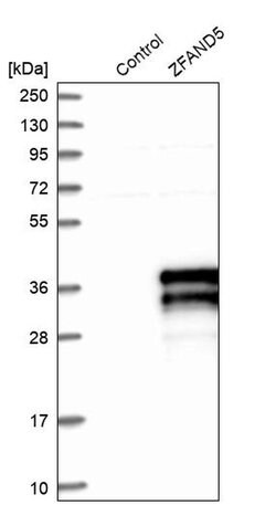 ZFAND5 Polyclonal Antibody, Invitrogen 100 &mu;L; Unconjugated:Antibodies,