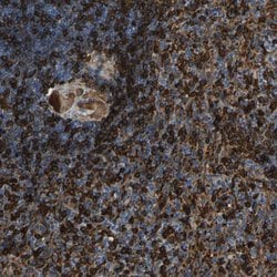 Invitrogen PIGS Polyclonal Antibody 100 &mu;L; Unconjugated:Antibodies,