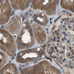 Invitrogen ARFGAP2 Polyclonal Antibody 100 &mu;L; Unconjugated:Antibodies,