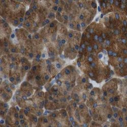 Invitrogen ARFGAP2 Polyclonal Antibody 100 &mu;L; Unconjugated:Antibodies,