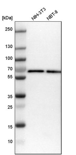 Invitrogen ARFGAP2 Polyclonal Antibody 100 &mu;L; Unconjugated:Antibodies,
