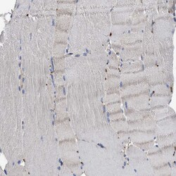 Invitrogen YBEY Polyclonal Antibody 100 &mu;L; Unconjugated:Antibodies,