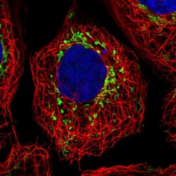 Invitrogen GRPEL2 Polyclonal Antibody 100 &mu;L; Unconjugated:Antibodies,