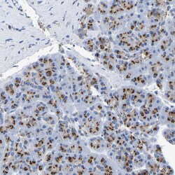 Invitrogen TMEM87A Polyclonal Antibody 100 &mu;L; Unconjugated:Antibodies,