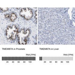 Invitrogen TMEM87A Polyclonal Antibody 100 &mu;L; Unconjugated:Antibodies,