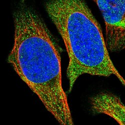 Invitrogen SESN2 Polyclonal Antibody 100 &mu;L; Unconjugated:Antibodies,