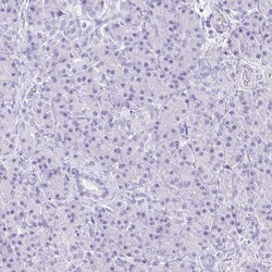 Invitrogen GUCA2A Polyclonal Antibody 100 &mu;L; Unconjugated:Antibodies,