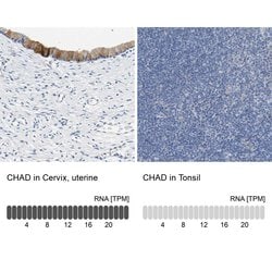 Invitrogen CHAD Polyclonal Antibody 100 &mu;L; Unconjugated:Antibodies,